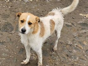 Nutella, ein lustiger kleiner Kerl, sucht Anschluß