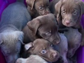 Wir bieten Labrador Retriever an.