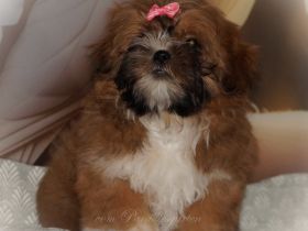 Shih Tzu Welpenhündin BONNY