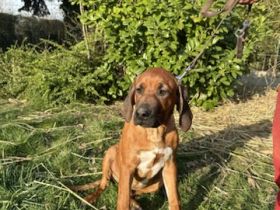 Rhodesian Ridgeback Welpen – reinrassig, gesund & gut sozialisiert