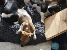 Jack Russell Welpen suchen Neue Familie