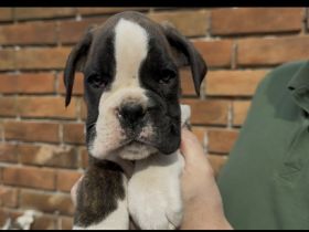 Boxerwelpen Rüde und Hündin,haben ihre Koffer gepackt und warten auf ihre neuen Familien FCI PEDIGRE