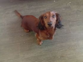 Zwerg dakel langharre