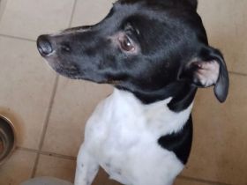 Jack Russell Rüde (8 Monate), verspielt und  kinderlieb sucht liebevolles Zuhause