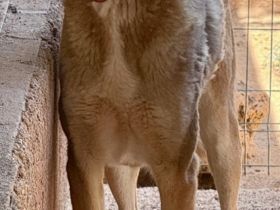 🐾 Mogli sucht endlich sein zu Hause