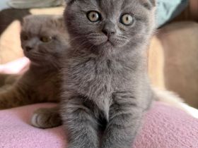 Britisch Kurzhaar Kätzchen