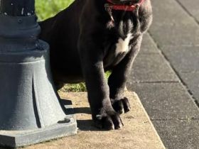 Reinrassige Cane Corso Welpen