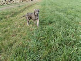 Deutsche Dogge Welpen