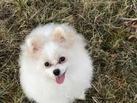 Yuna sucht ihr Für-immer-Körbchen 🐾