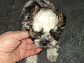 Wellpen shih tzu