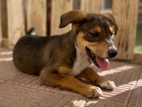 Kiwi * Mango* Berry * Cherry * Peach