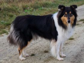 Deckanzeige für Ladycollies Epic Ellaria Sand of Dorne