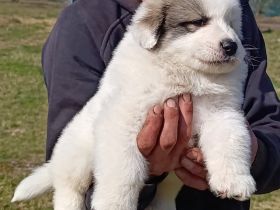 Pyrenäenberghund Welpen