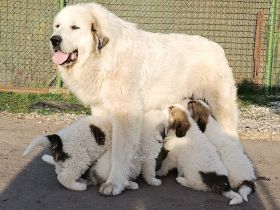 Pyrenäenberghund Welpen