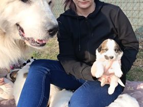 Pyrenäenberghund Welpen