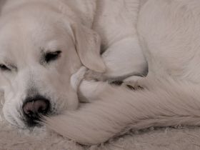 Wunderschöne Herdenschutzhündin Mix