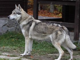 Tschechoslowakischer Wolfshund *Wolfhund*