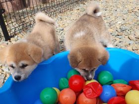 Wunderschöne Akita Welpen mit Stammbaum