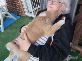 Wunderschöne Akita Welpen mit Stammbaum