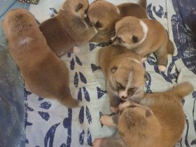 Wunderschöne Akita Welpen mit Stammbaum