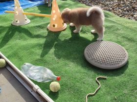 Wunderschöne Akita Welpen mit Stammbaum