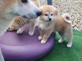 Wunderschöne Akita Welpen mit Stammbaum