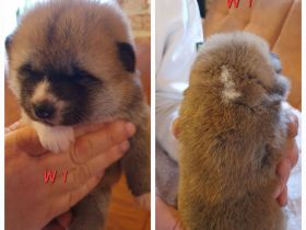 Wunderschöne Akita Welpen mit Stammbaum