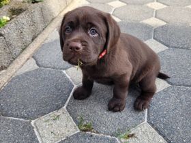 Labrador Welpen