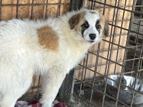 Arvo - Großes Herz sucht weites Land!