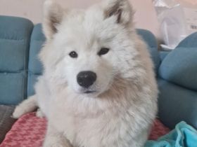 Über Ivy – ein Bilderbuch Samojede