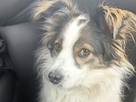 Über Bjelka, die sanfte Genießerin auf vier Pfoten