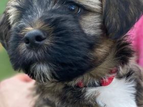 Tibet Terrier aus VDH Zucht