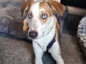 Khany in 86911 Diessen sucht sein Für-immer-Zuhause