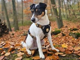 Lumi in 48612 Horstmar sucht ihr Für-immer-Zuhause