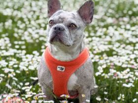 Kono in 71287 Weissach Flacht sucht ihr Für-immer-Zuhause