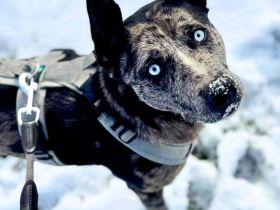 Maus in 25462 Rellingen sucht ihr Für-immer-Zuhause