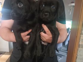 Labrador Welpen noch 1 Rüde frei