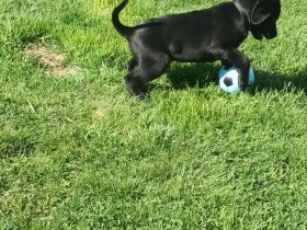 Labrador Welpen noch 1 Rüde frei