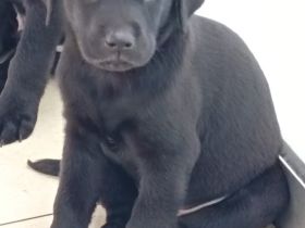 Labrador Welpen noch 1 Rüde frei