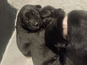 Labrador Welpen