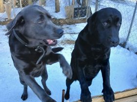 Der hüpsche charcoal farbene Labrador Rüde Bruno ist noch da