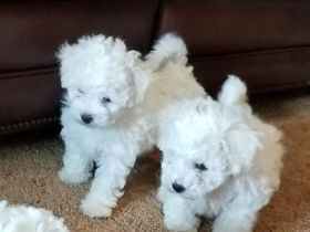 Bichon Frisé zu verkaufen