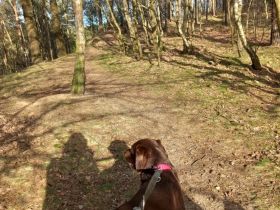 Labrador Schokobraun Deckrüde 2026