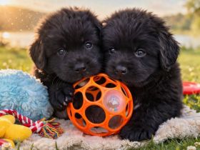 Neufundländer Welpen exklusiv