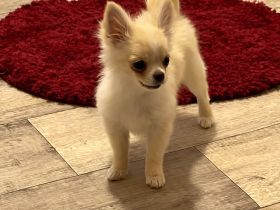 Liebevoller Chihuahua-Rüde