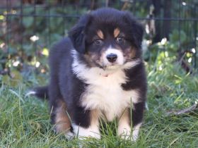 Australian Shepherd Welpe (weiblich) aus liebevoller Zucht