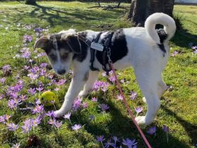 Lollypop wartet auf dich!