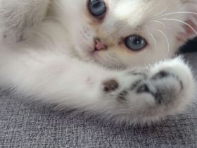 Wunderschönes BKH Seal-Silver-Shaded-Point Mädchen Nala sucht liebevolles Zuhause