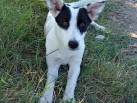 Hündin Kali / kastriert / derzeit noch in Griechenland / vorgemerkt