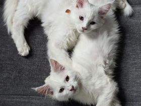 Maine Coonis suchen ein neues Zuhause ab sofort auszugsbereit